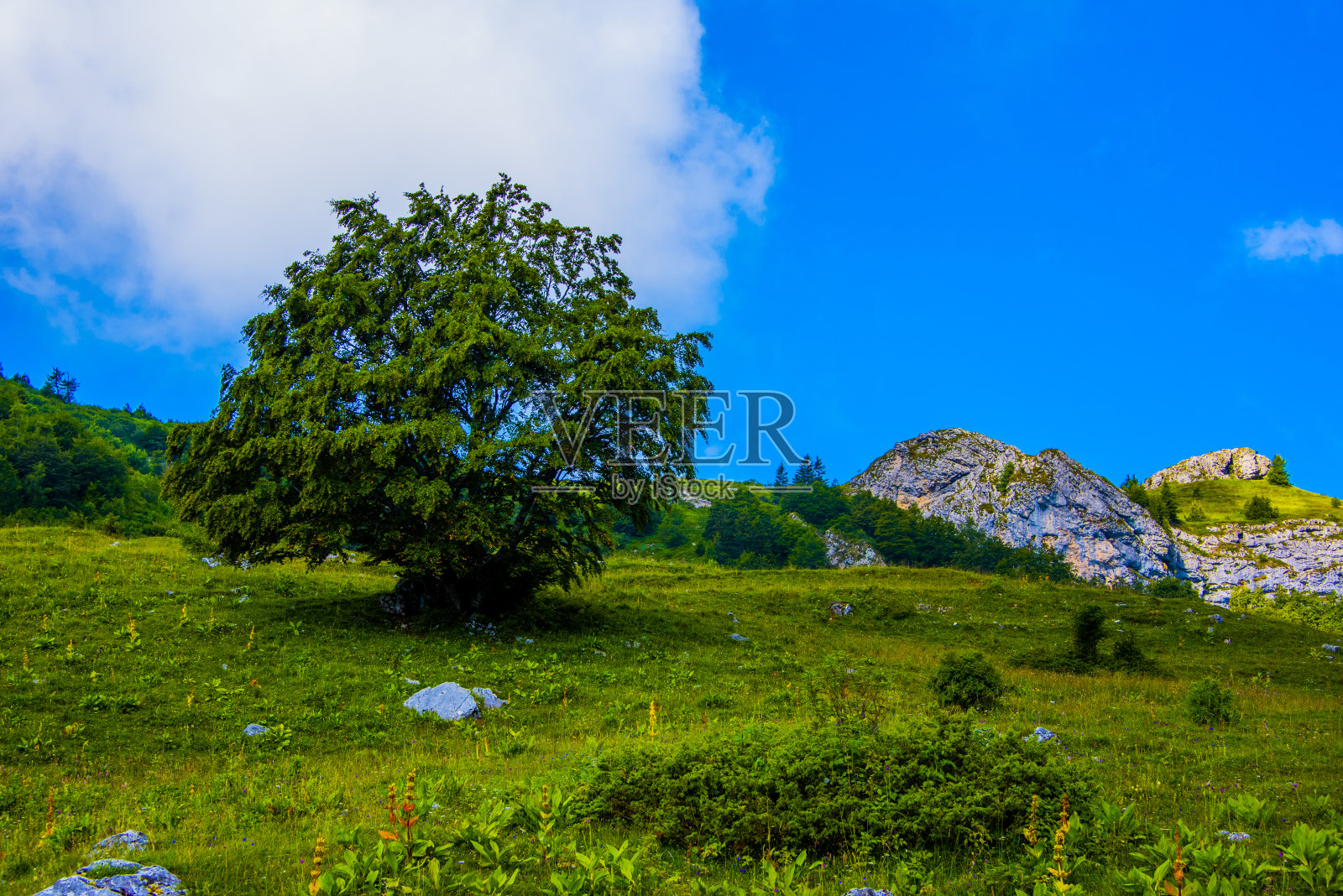 树之间的草地和山峰照片摄影图片