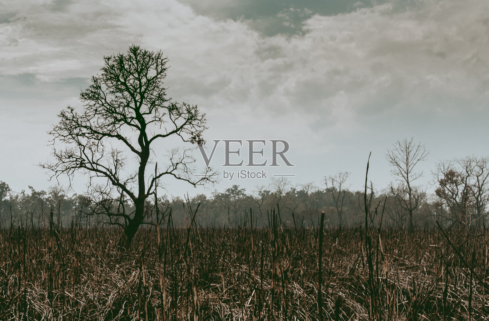 在一片烧焦的土地上，丛林中一棵孤独的光秃秃的树的剪影照片摄影图片