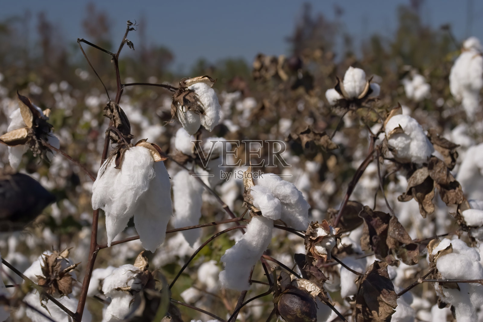 成熟的棉铃植株照片摄影图片