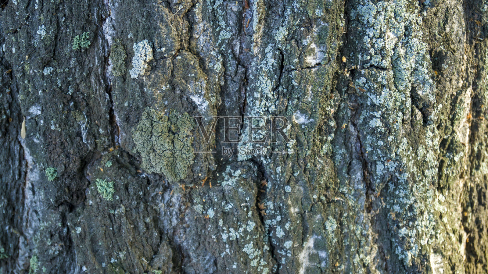 压花纹理的棕色树皮的树与绿色的苔藓和地衣上。这棵树被太阳照亮了。照片摄影图片