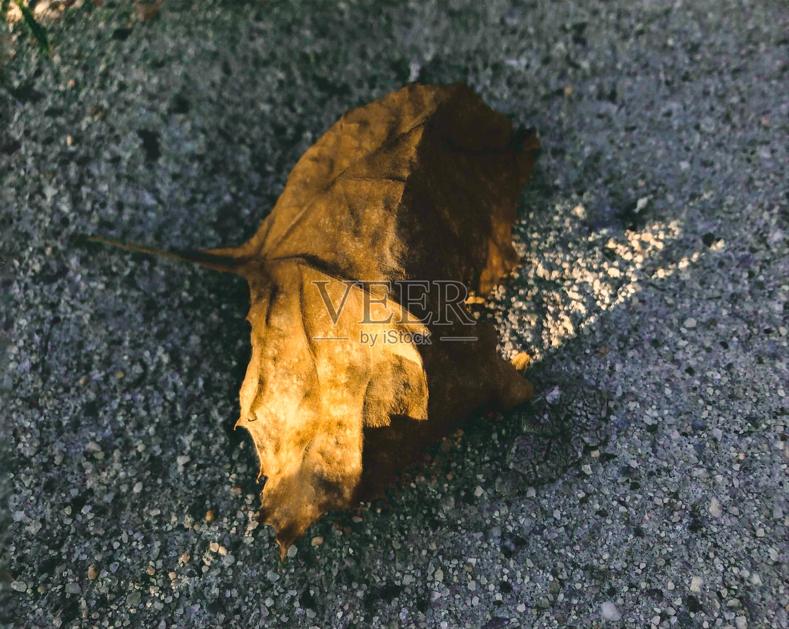 枯叶照片摄影图片