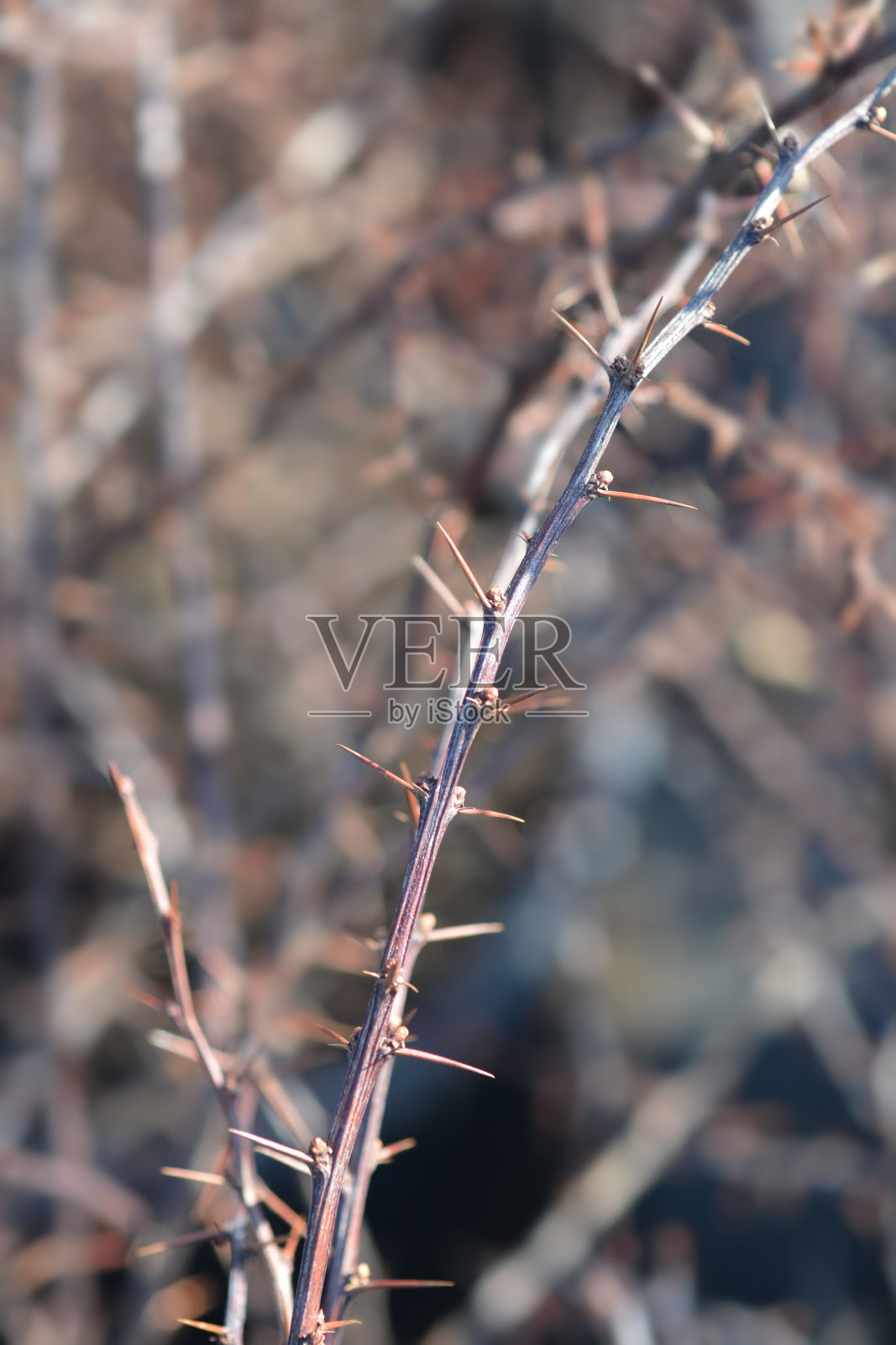 紫日本小檗照片摄影图片