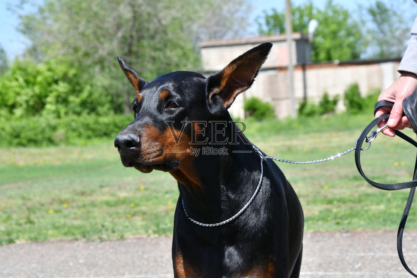 杜宾犬的狗品种照片摄影图片