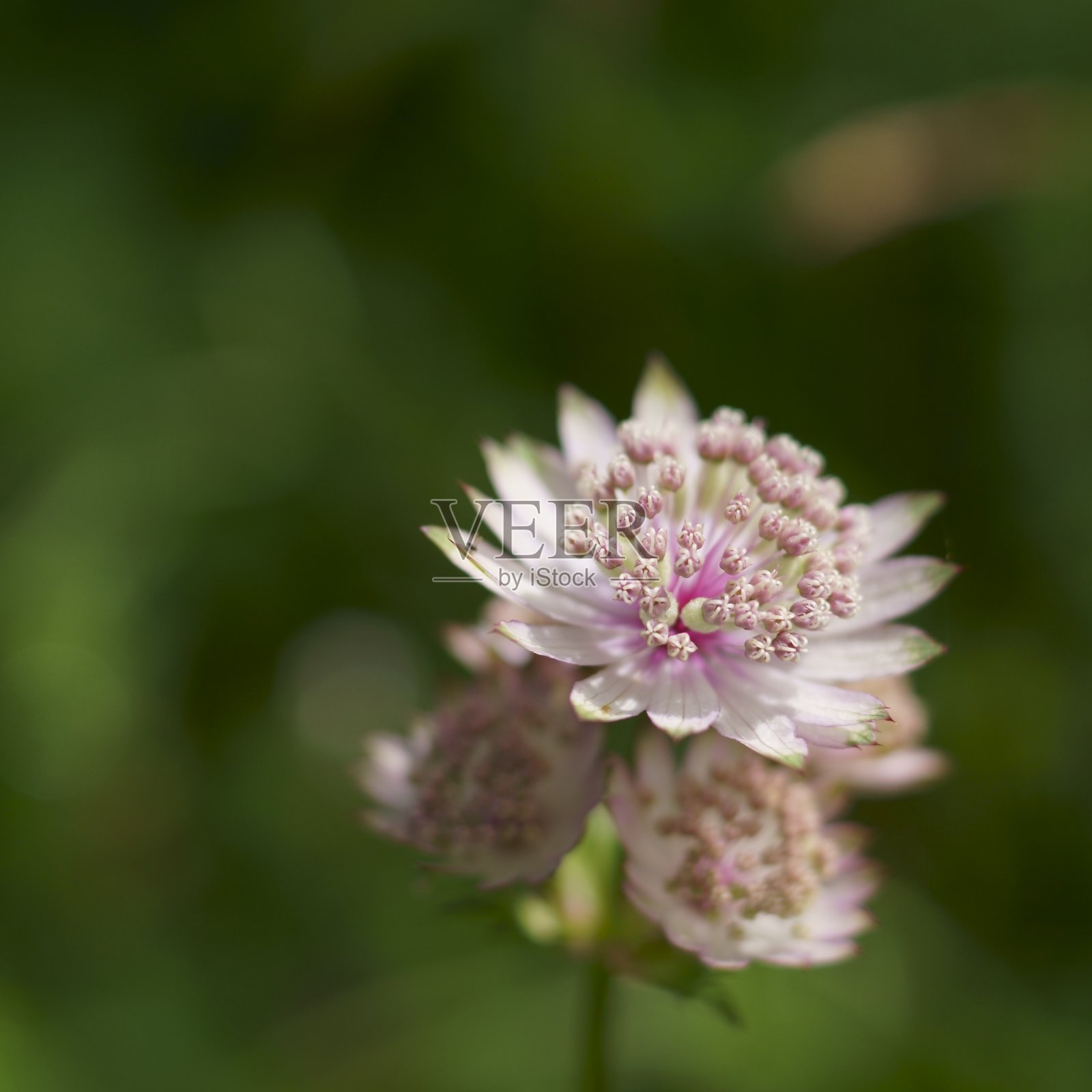 背景有大的master word花，Astrantia major照片摄影图片