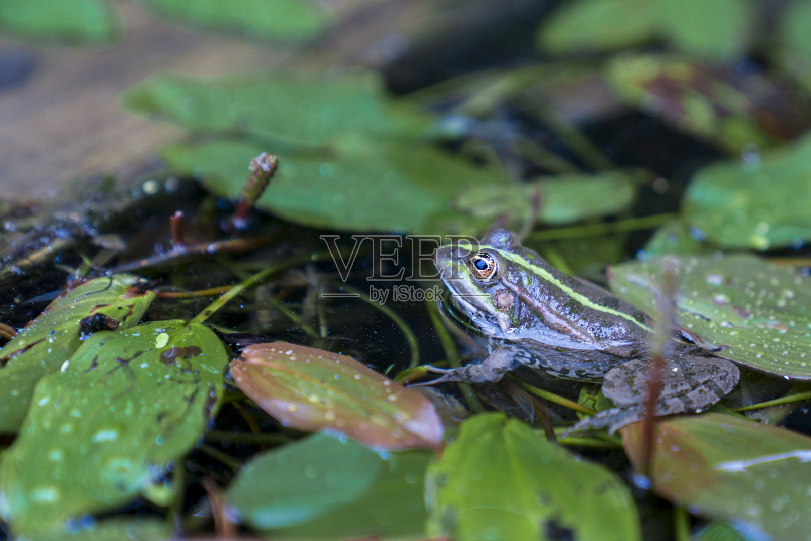 青蛙坐在睡莲的叶子上，在水中显示绿色的身体，头，腿，眼睛在它的环境和栖息地，看左边。照片摄影图片