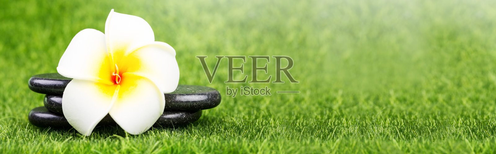 鸡蛋花和黑色的石头在绿草的背景照片摄影图片