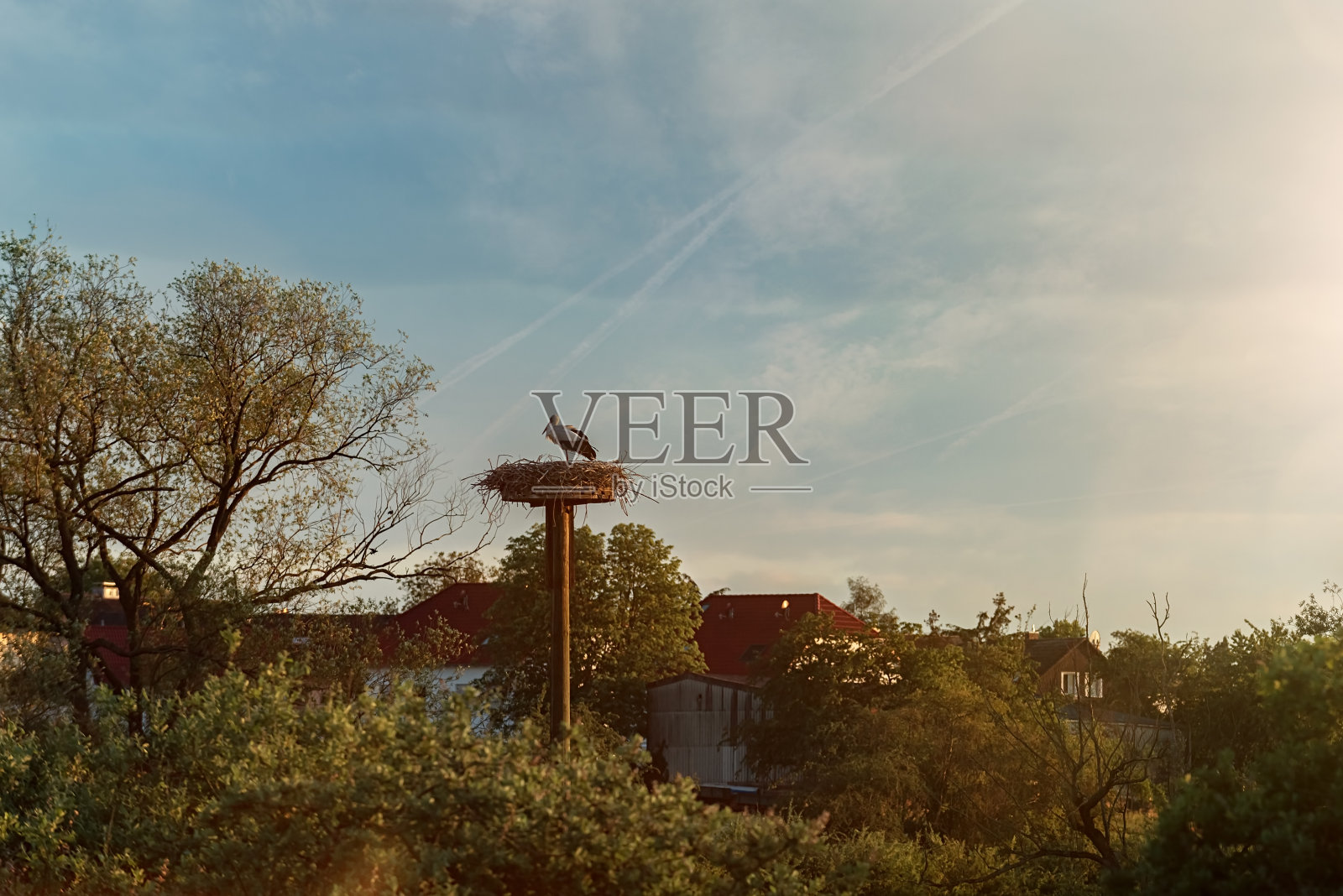 巢上的白鹳照片摄影图片