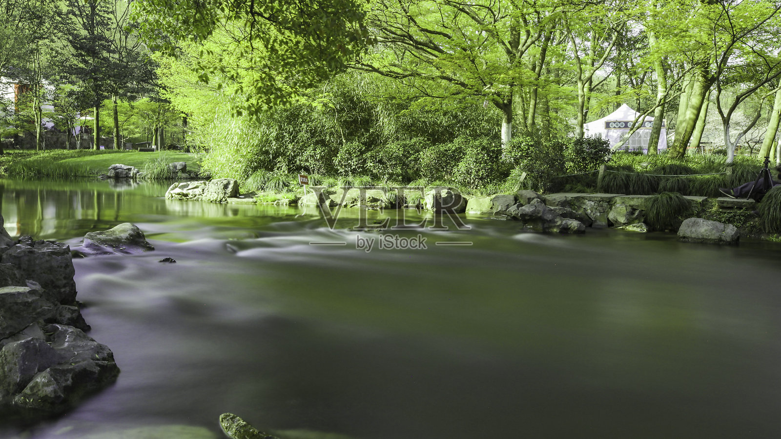 公园里的树照片摄影图片