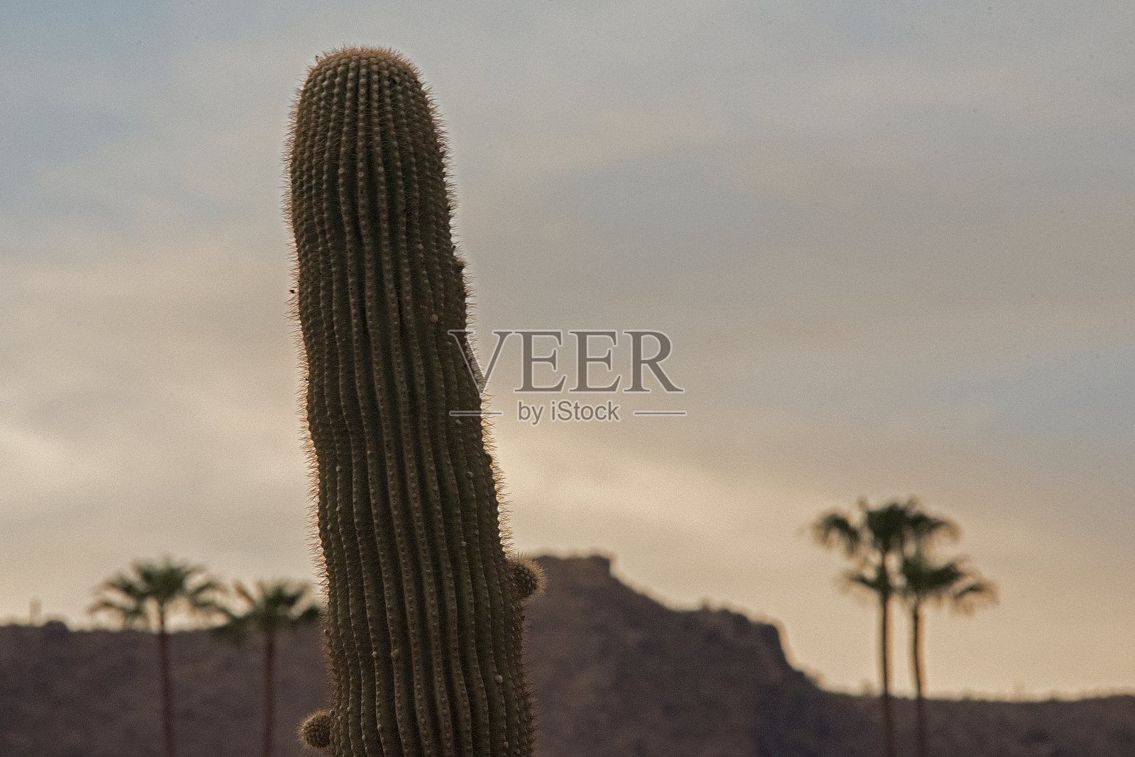 仙人掌在季候风的山谷里，没有雨，只有云。照片摄影图片