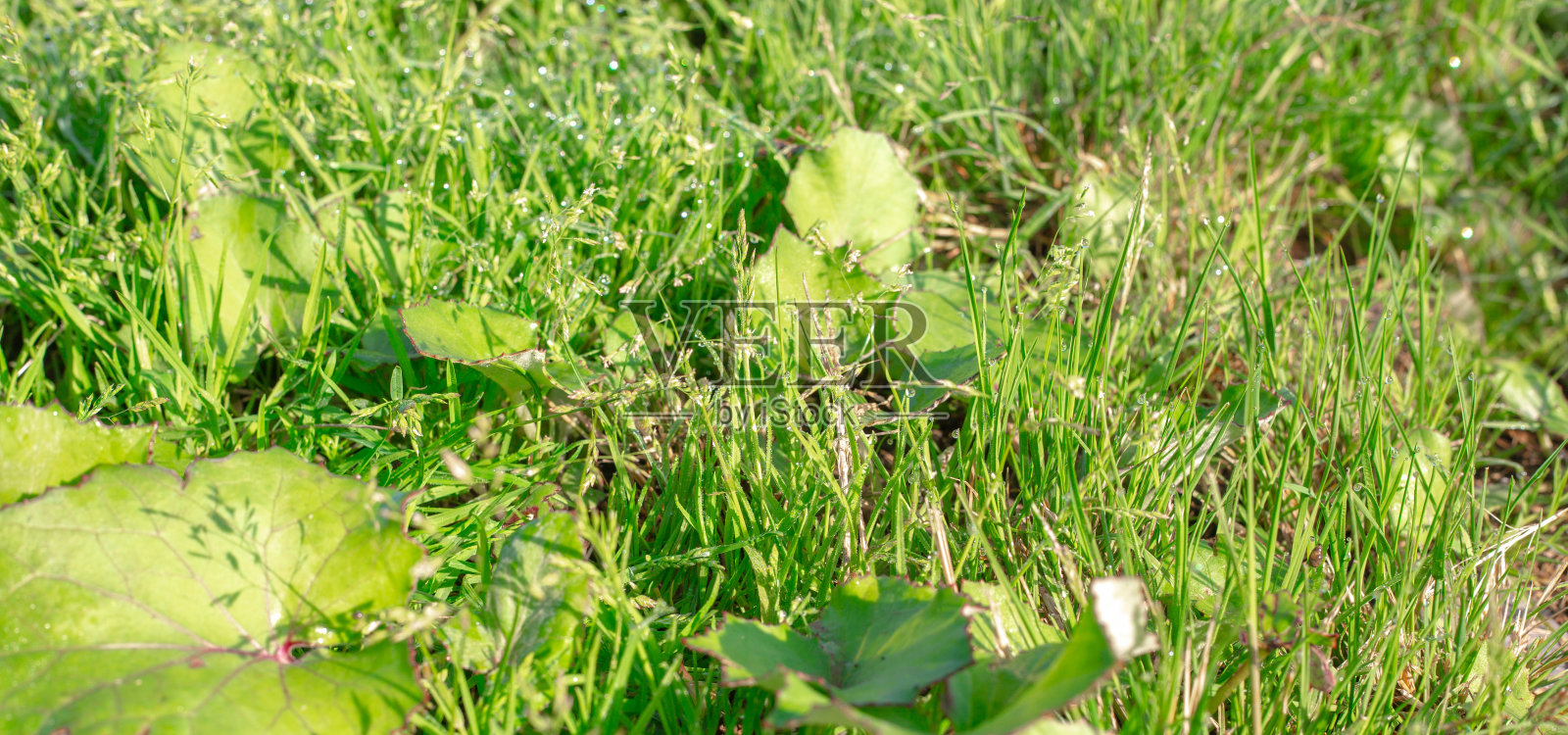 全景图，夏日青草上的晨露照片摄影图片
