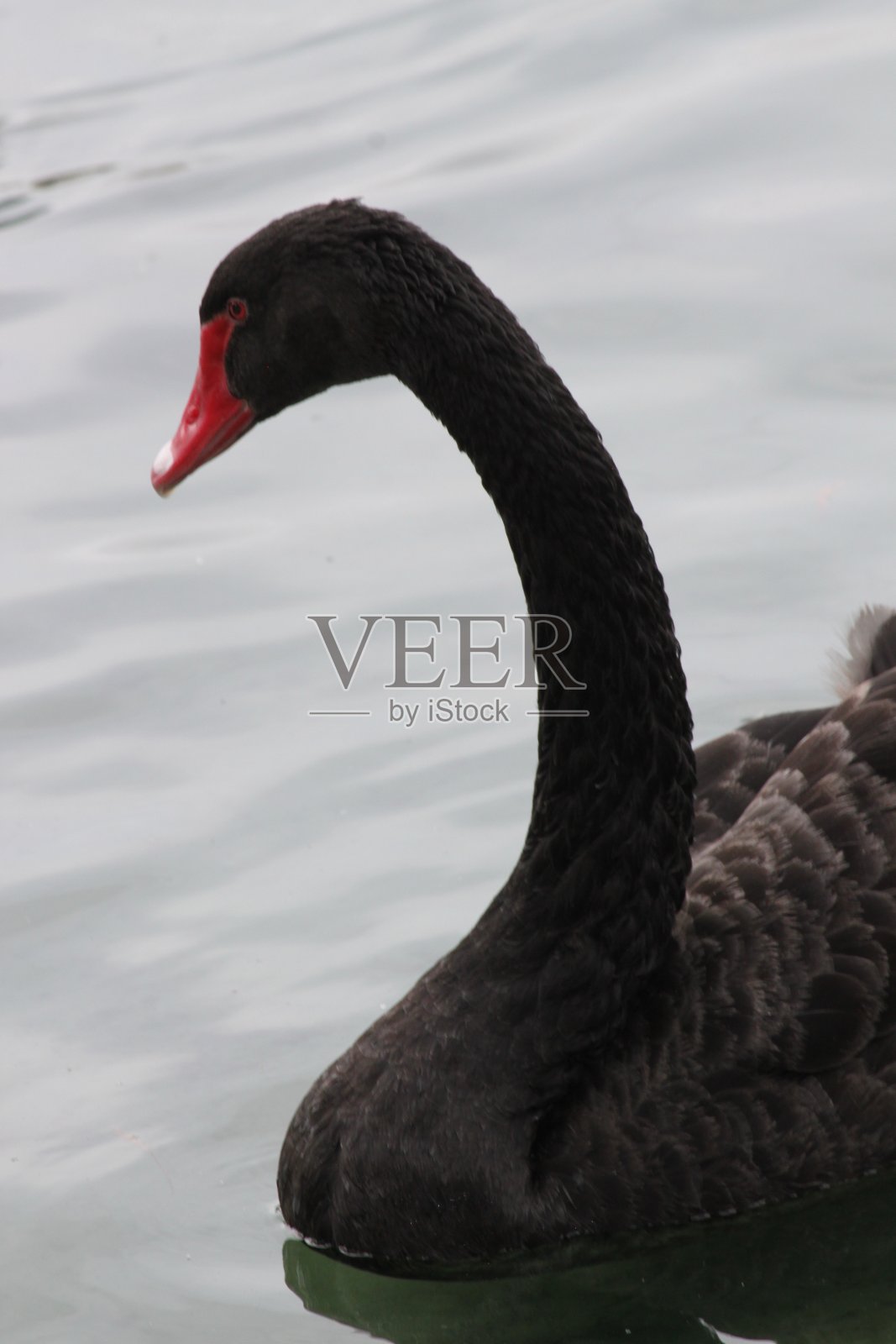 黑天鹅照片摄影图片