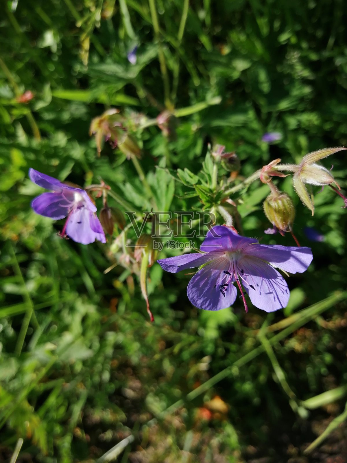 蓝色的森林花朵在森林边缘的草地上，阳光灿烂照片摄影图片
