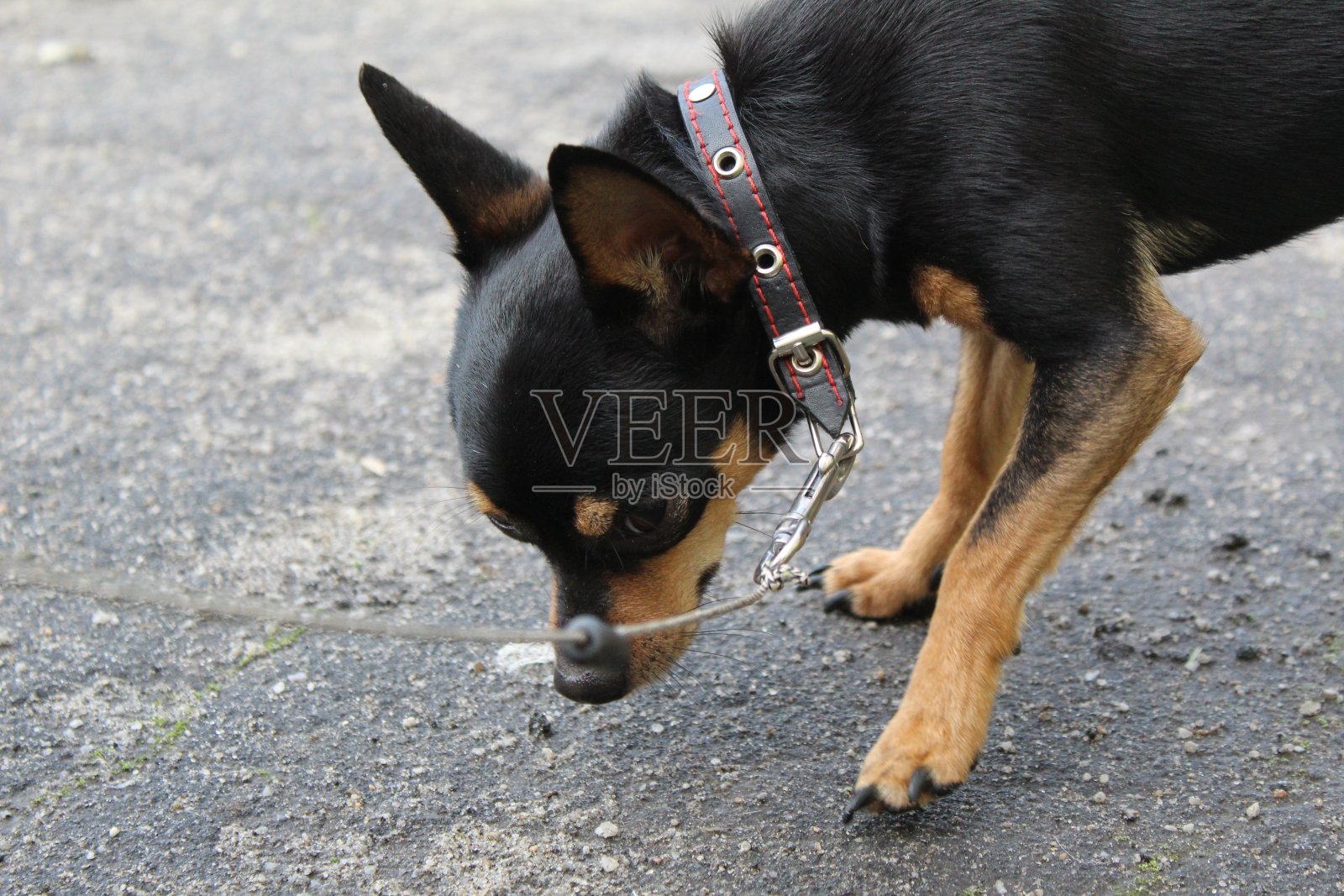 遛狗时拴着的俄罗斯玩具梗照片摄影图片