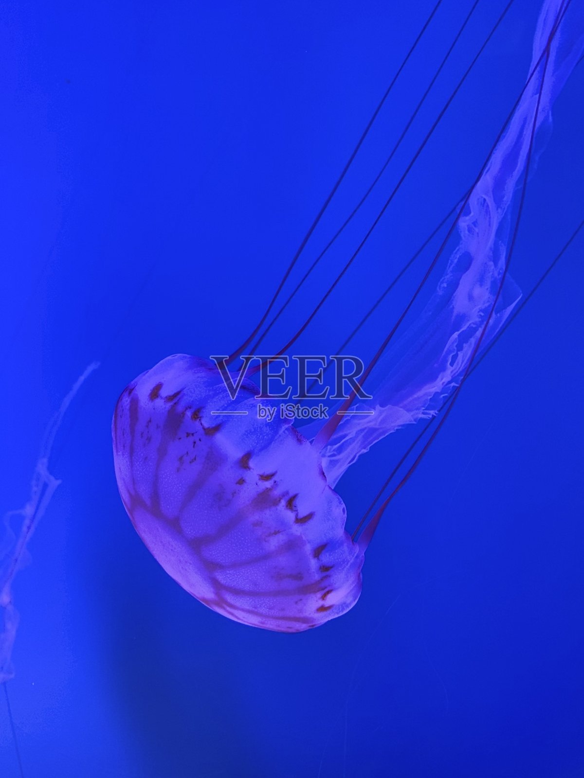 浮动的水母照片摄影图片