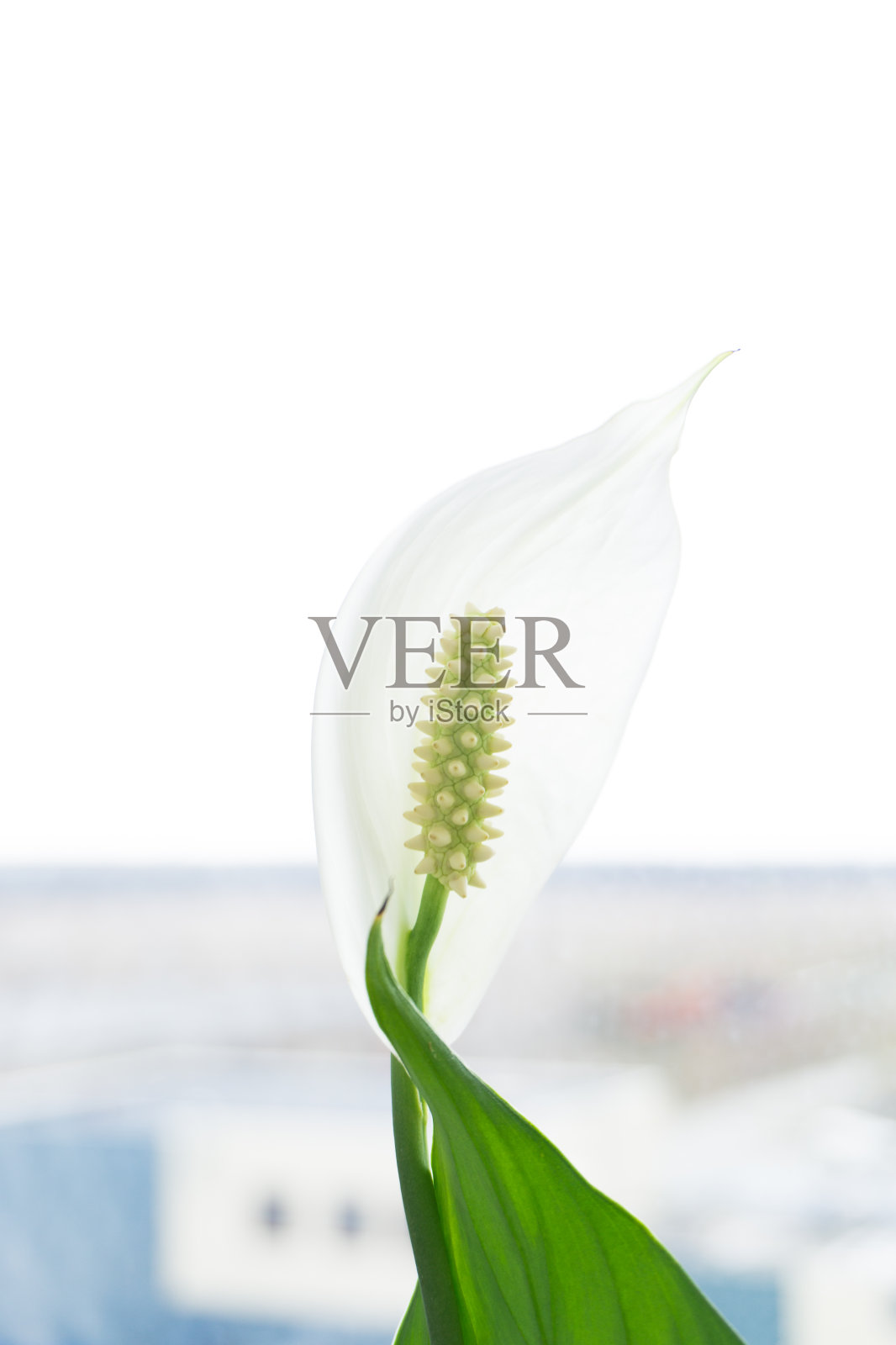 美丽的花生长在这个世界上照片摄影图片