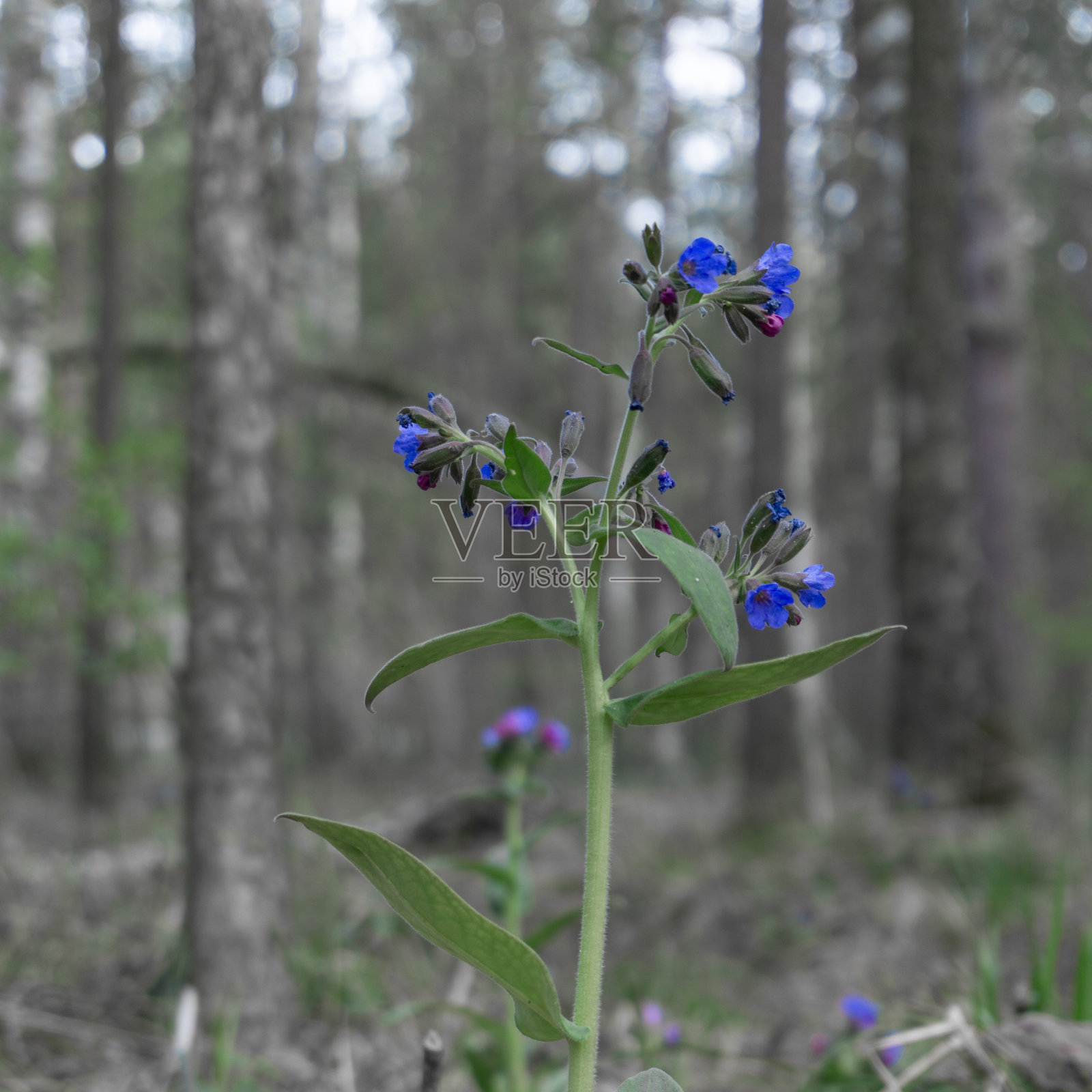 美丽的花生长在这个世界上照片摄影图片