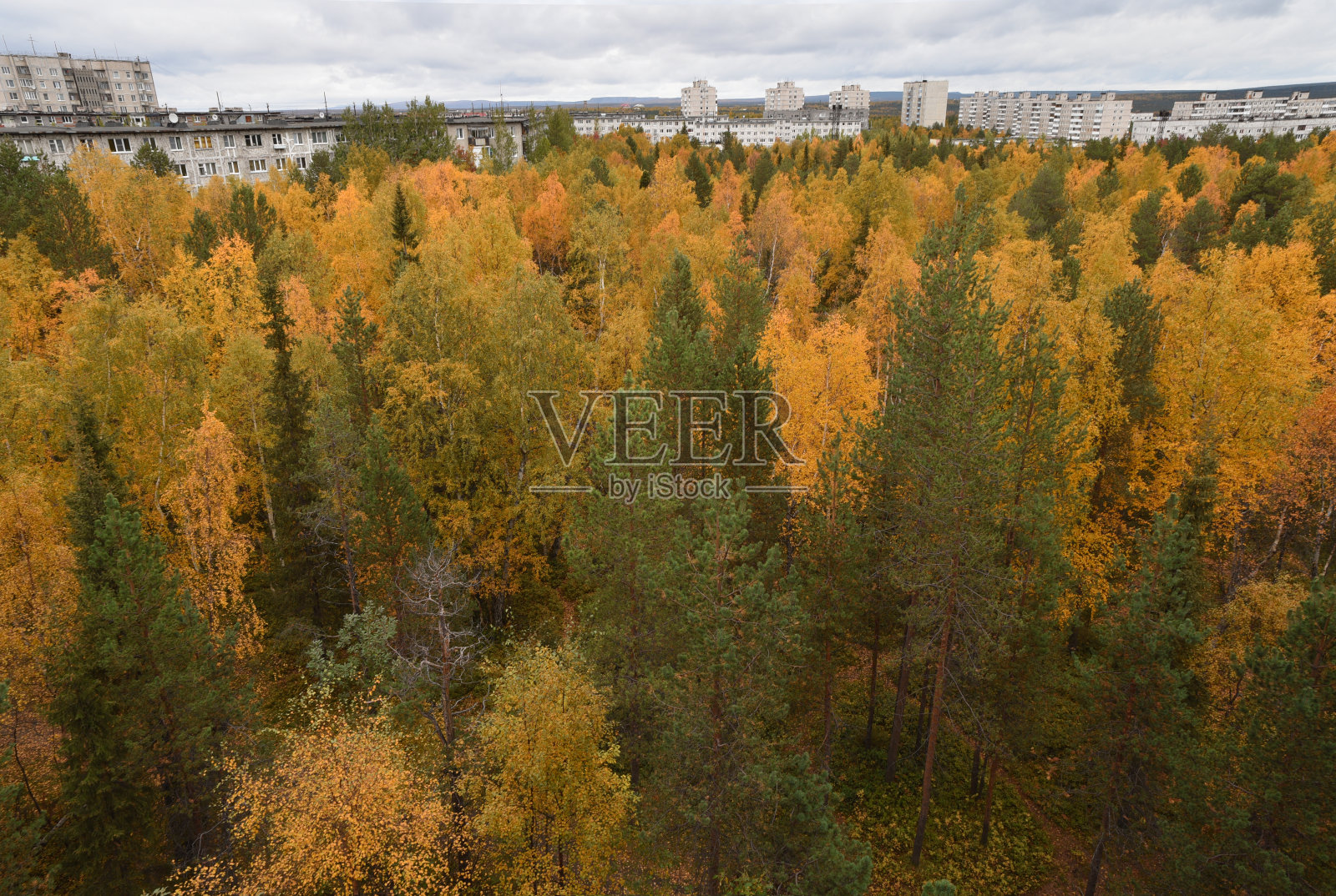 秋天的森林里有绿色、红色和黄色的叶子照片摄影图片