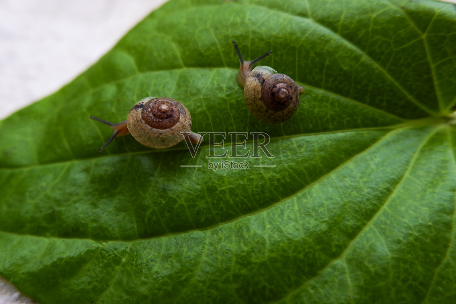 两个蜗牛孤立的特写镜头照片摄影图片