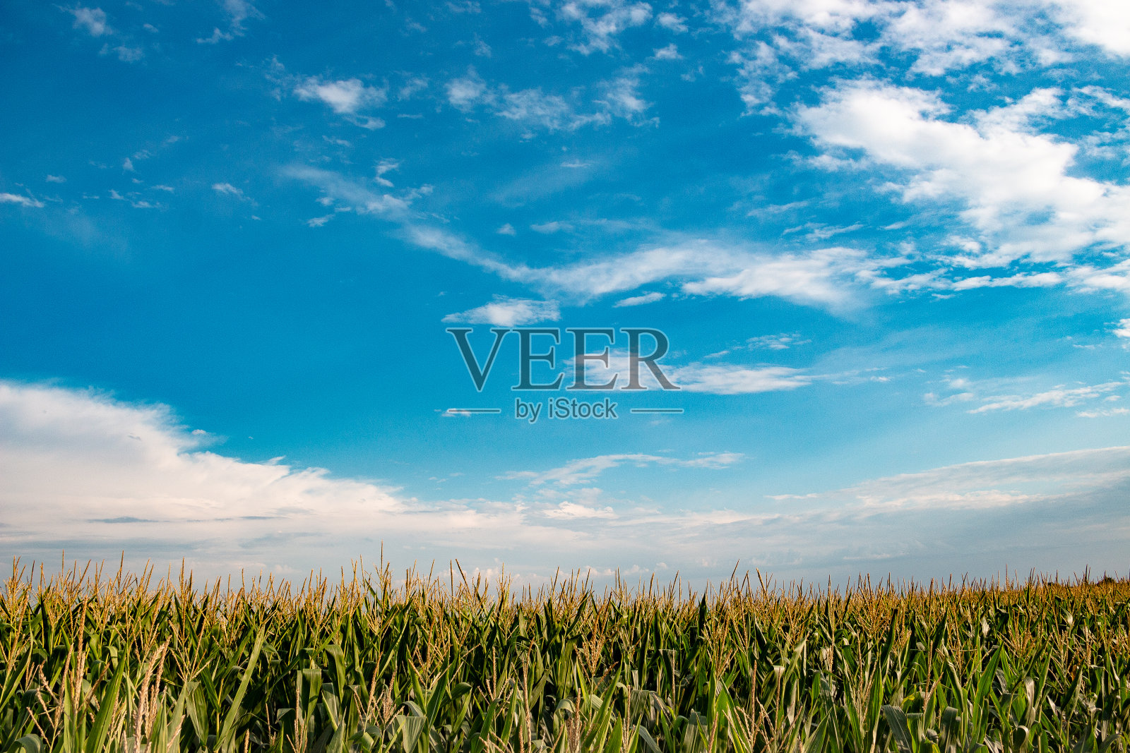 玉米田照片摄影图片