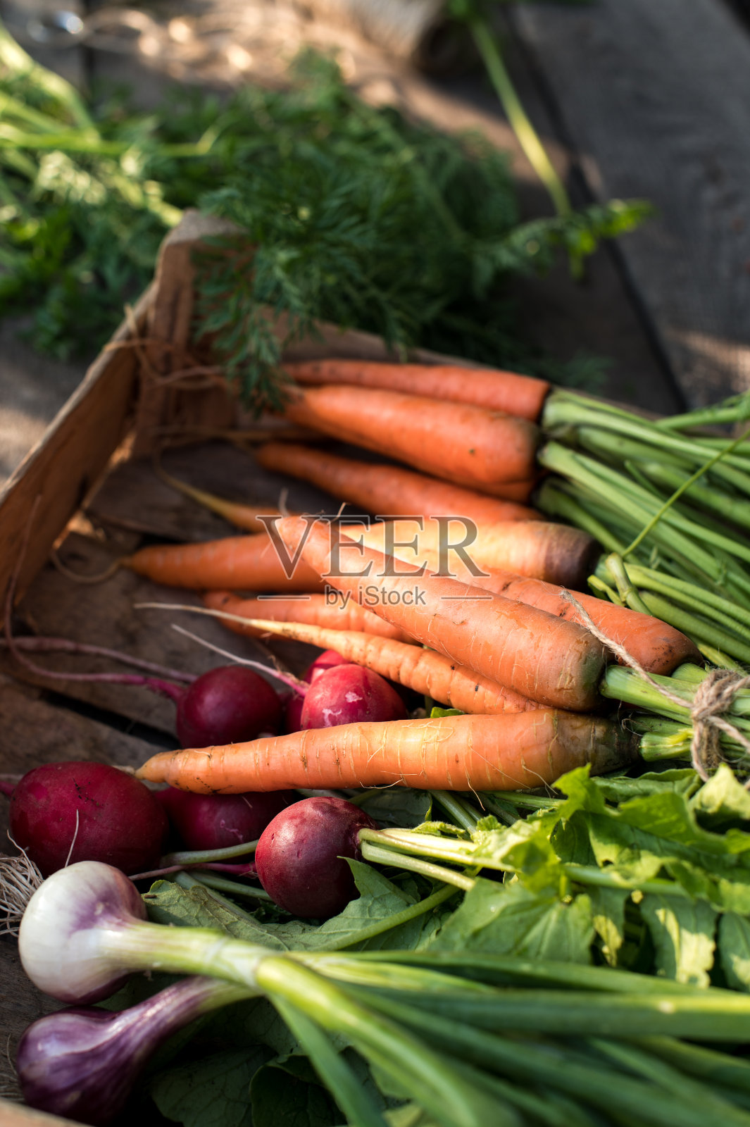 概念为根茎蔬菜，有机生食照片摄影图片