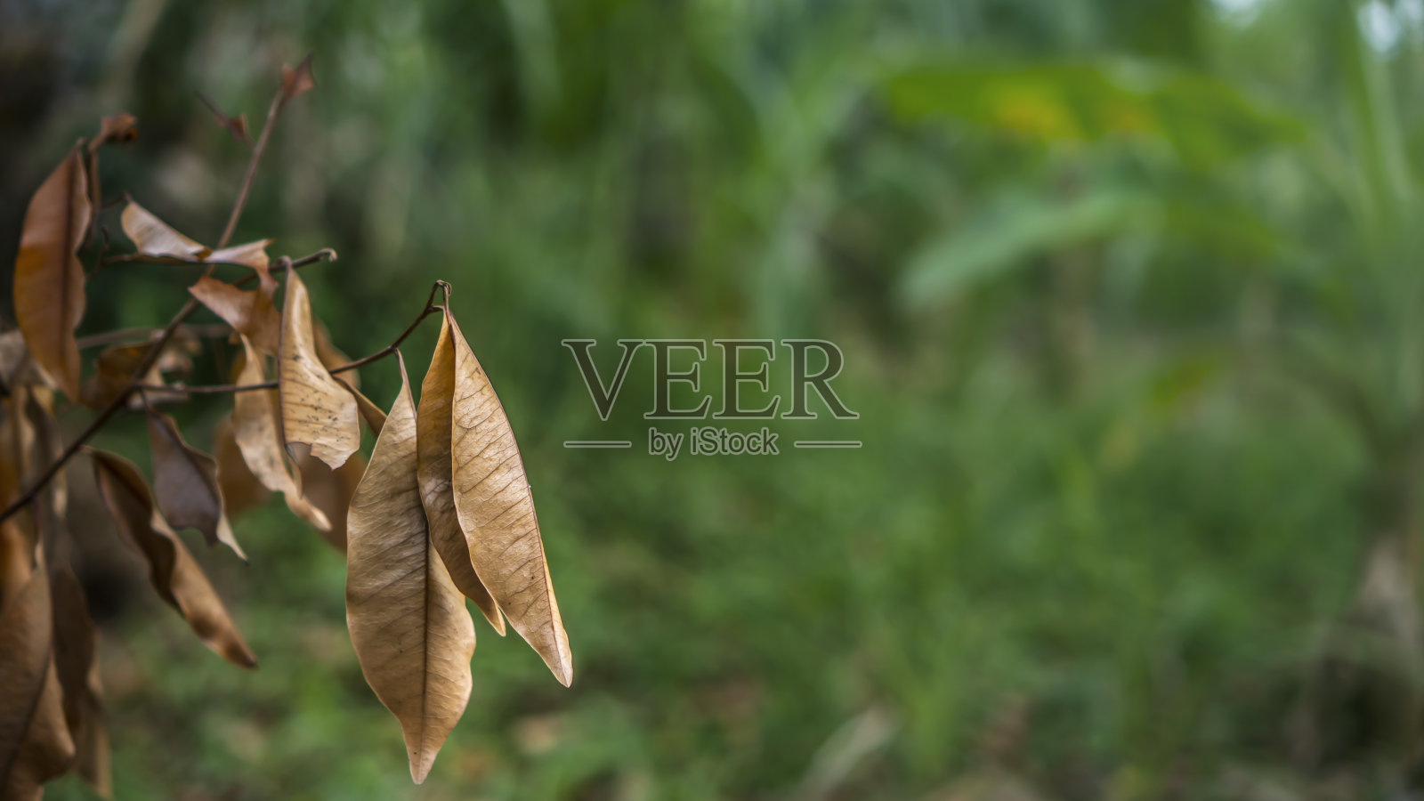 秋天树枝上的枯叶照片摄影图片