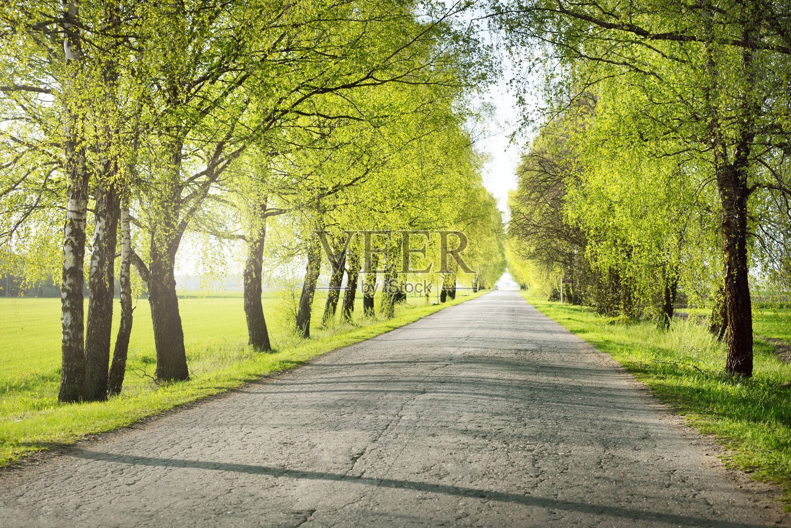 一条空旷的小巷(乡村小路)穿过绿色的落叶树林。拉脱维亚。春天的风景。自行车，运动，北欧步行概念照片摄影图片