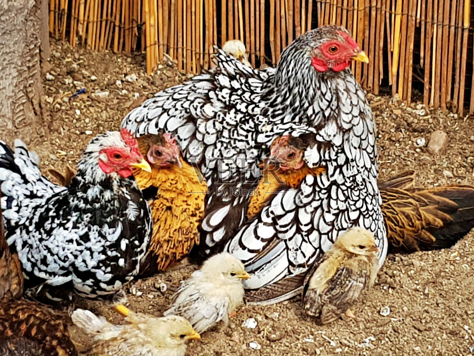 矮脚梵得鸡照片摄影图片