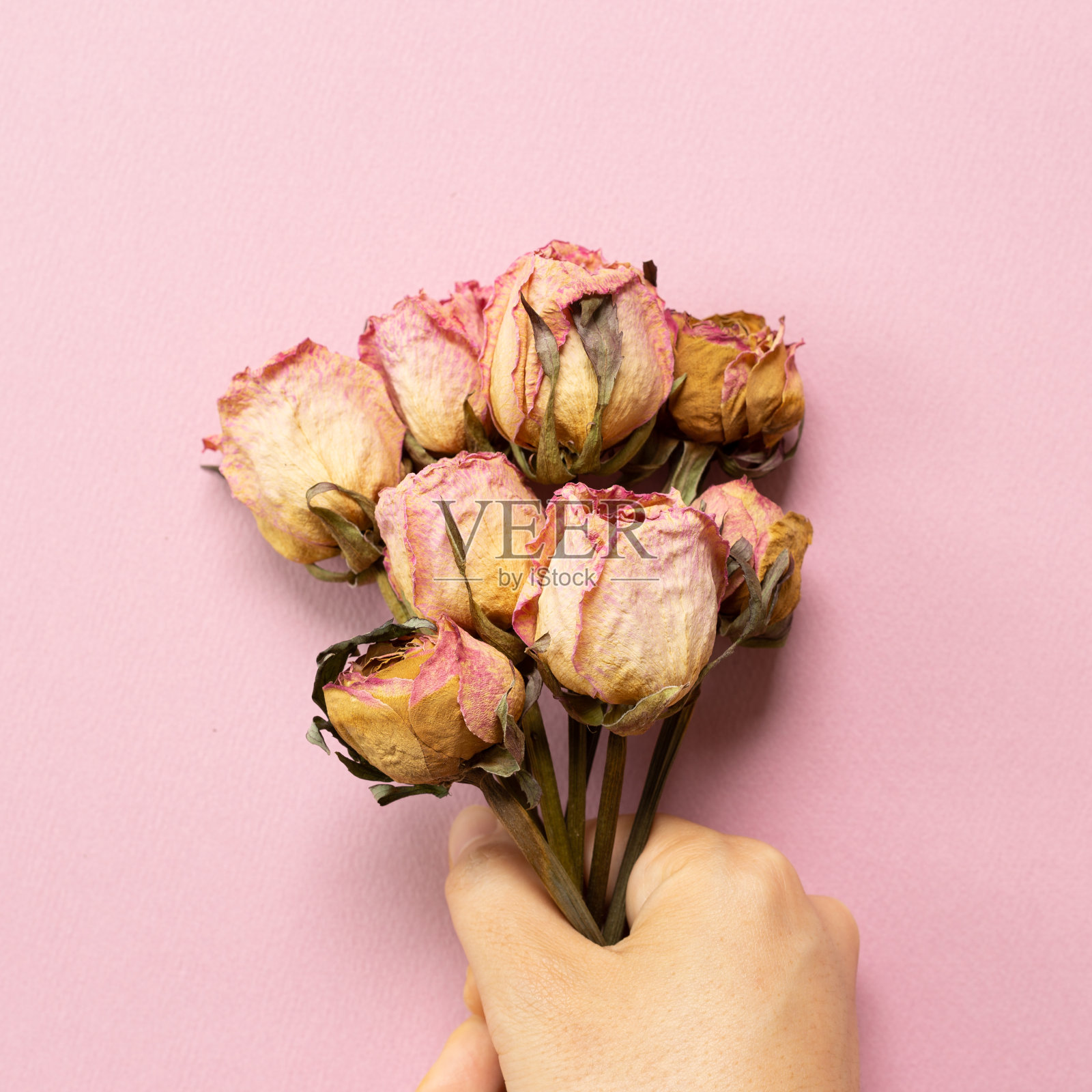 粉红色背景上，手捧干粉玫瑰。平铺，俯视图，拷贝空间照片摄影图片