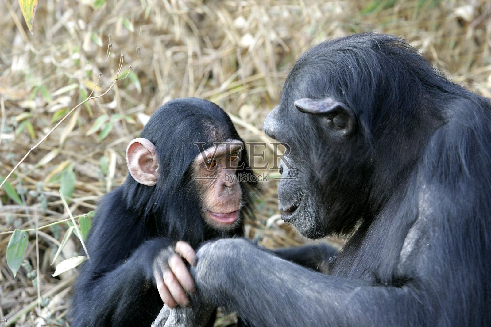 黑猩猩照片摄影图片