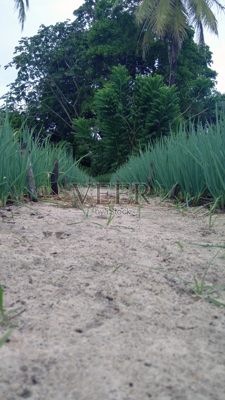 菜园照片摄影图片