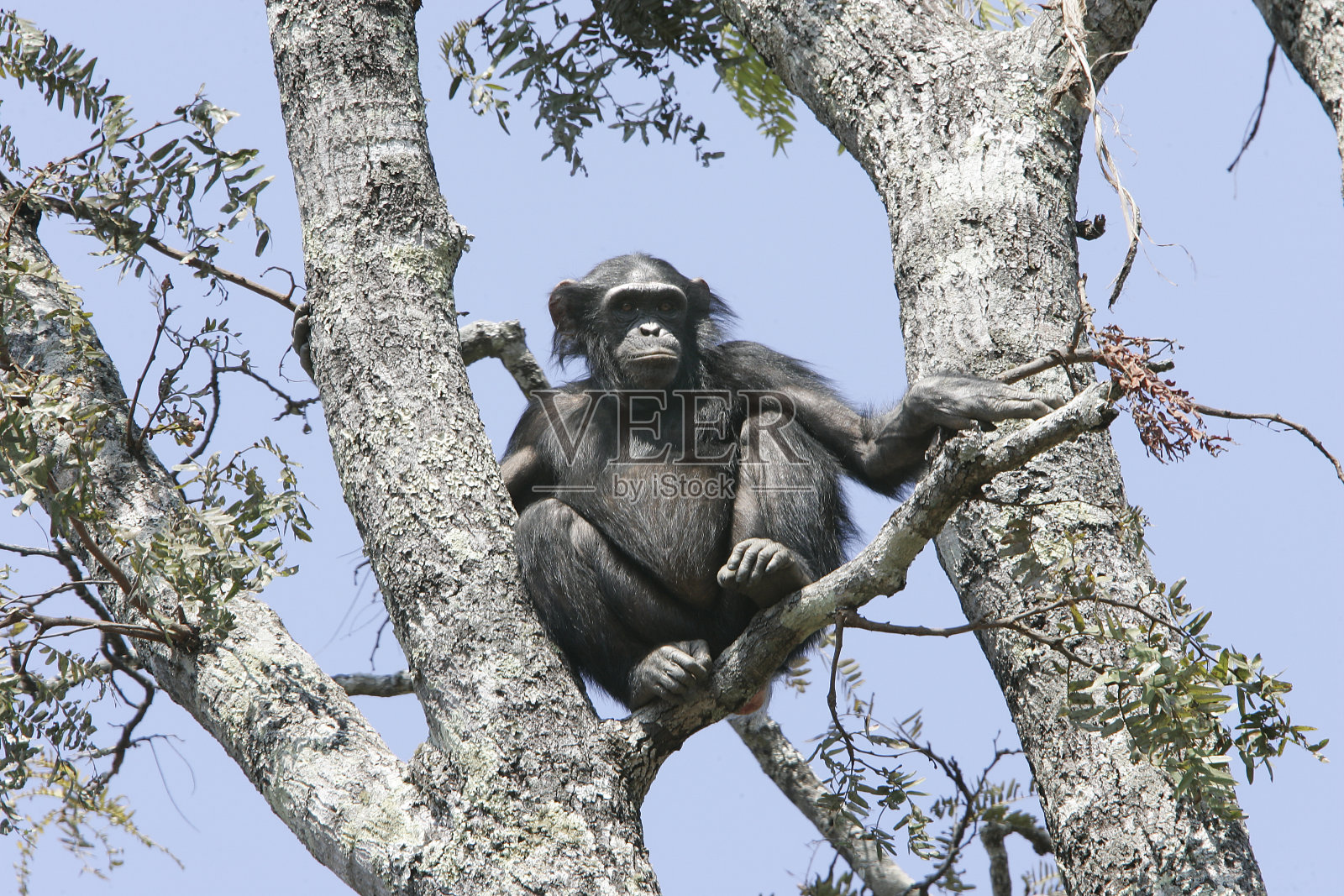 黑猩猩照片摄影图片