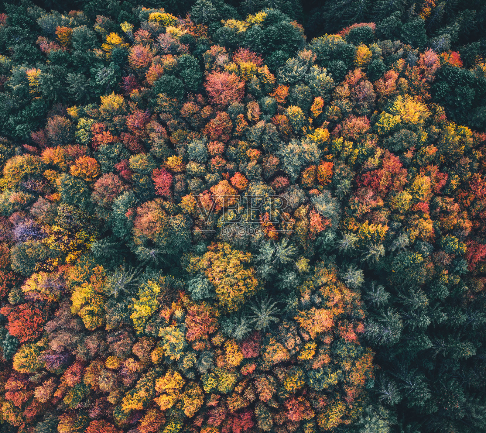 鸟瞰图多彩的秋天森林照片摄影图片
