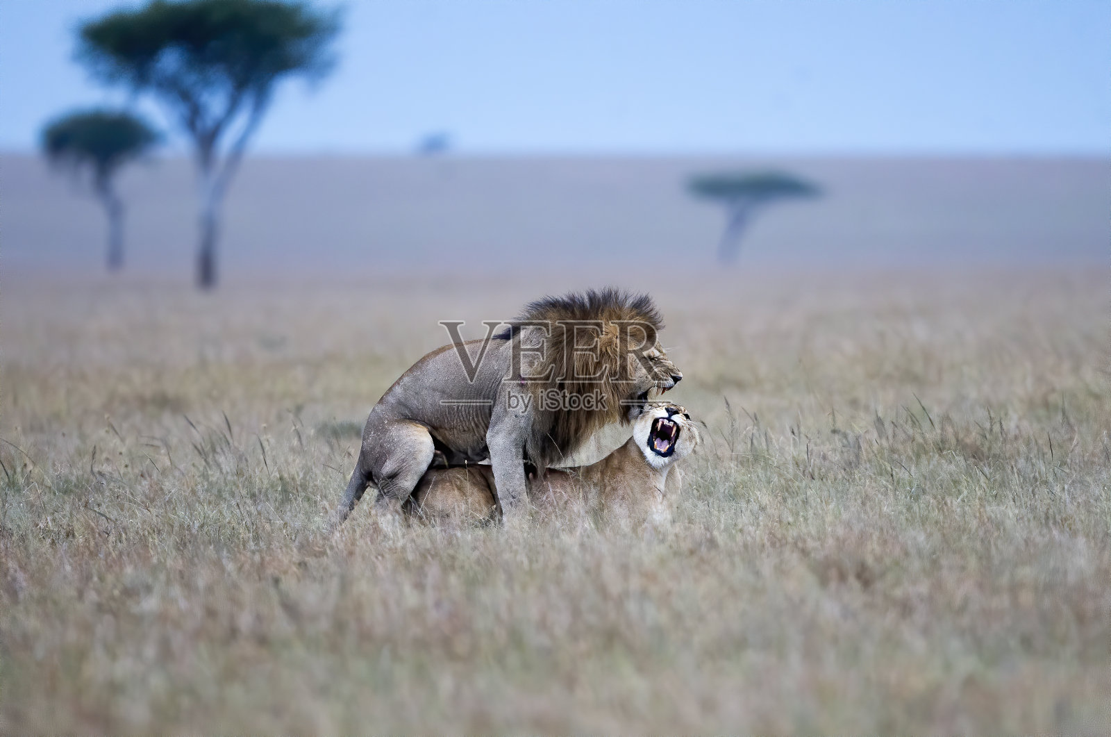 狮子交配群照片照片摄影图片