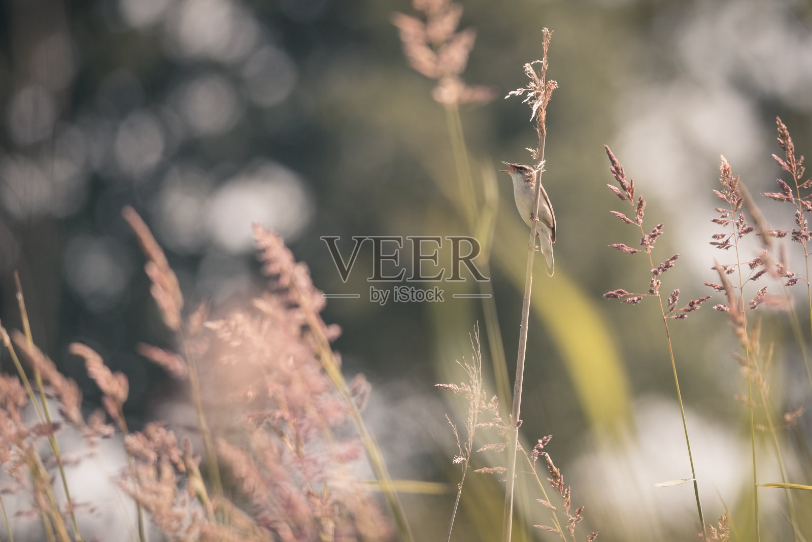 芦苇上的柳莺在高高的草丛中，鸟的背景，受保护的鸟类物种，受保护的自然区域，旅游地点，荷兰野生动物，美丽的小鸟，volgermepolder阿姆斯特丹照片摄影图片