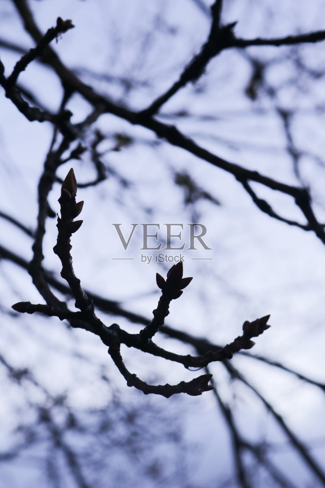 冬天的树枝照片摄影图片