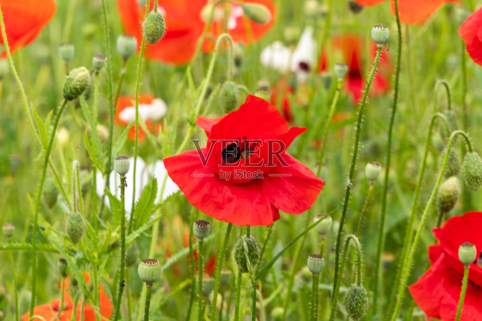 罂粟花照片摄影图片