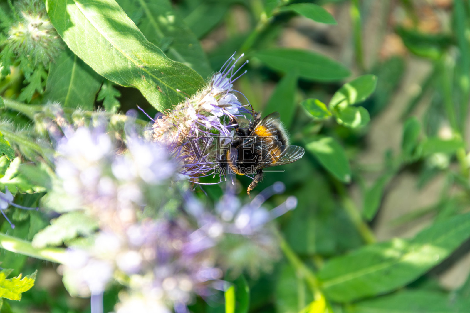 大黄蜂在夏天的花上照片摄影图片
