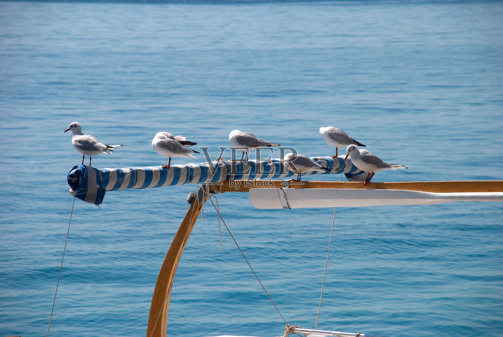 海鸥坐在海上船只的横木上照片摄影图片