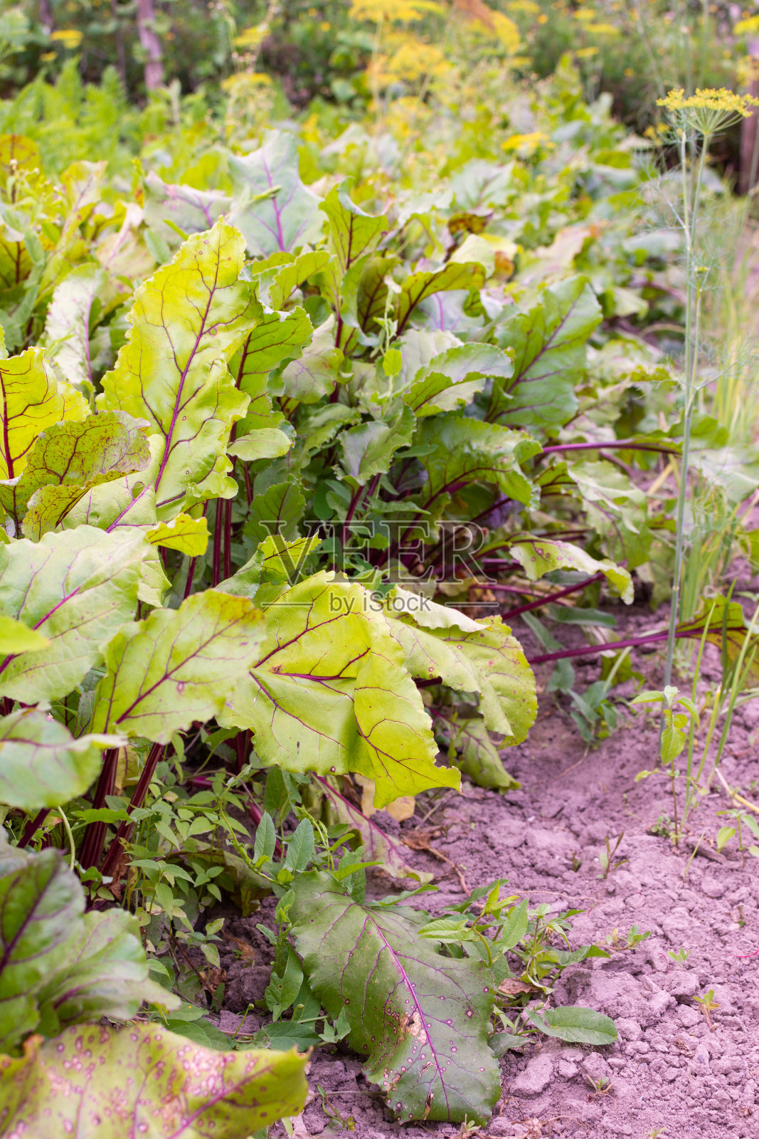 花园的甜菜床照片摄影图片