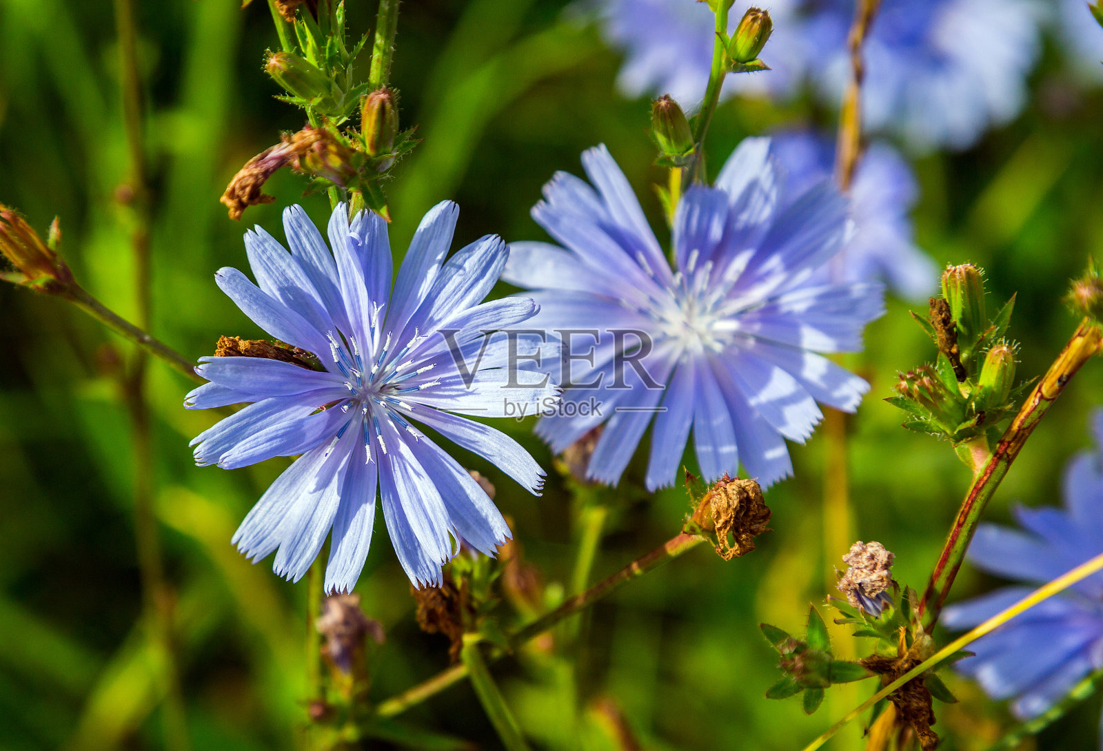 常见的菊苣植物照片摄影图片