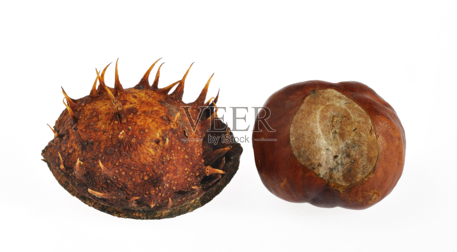 七叶树(七叶七叶树)和多刺的壳/杯状壳，背景为白色照片摄影图片