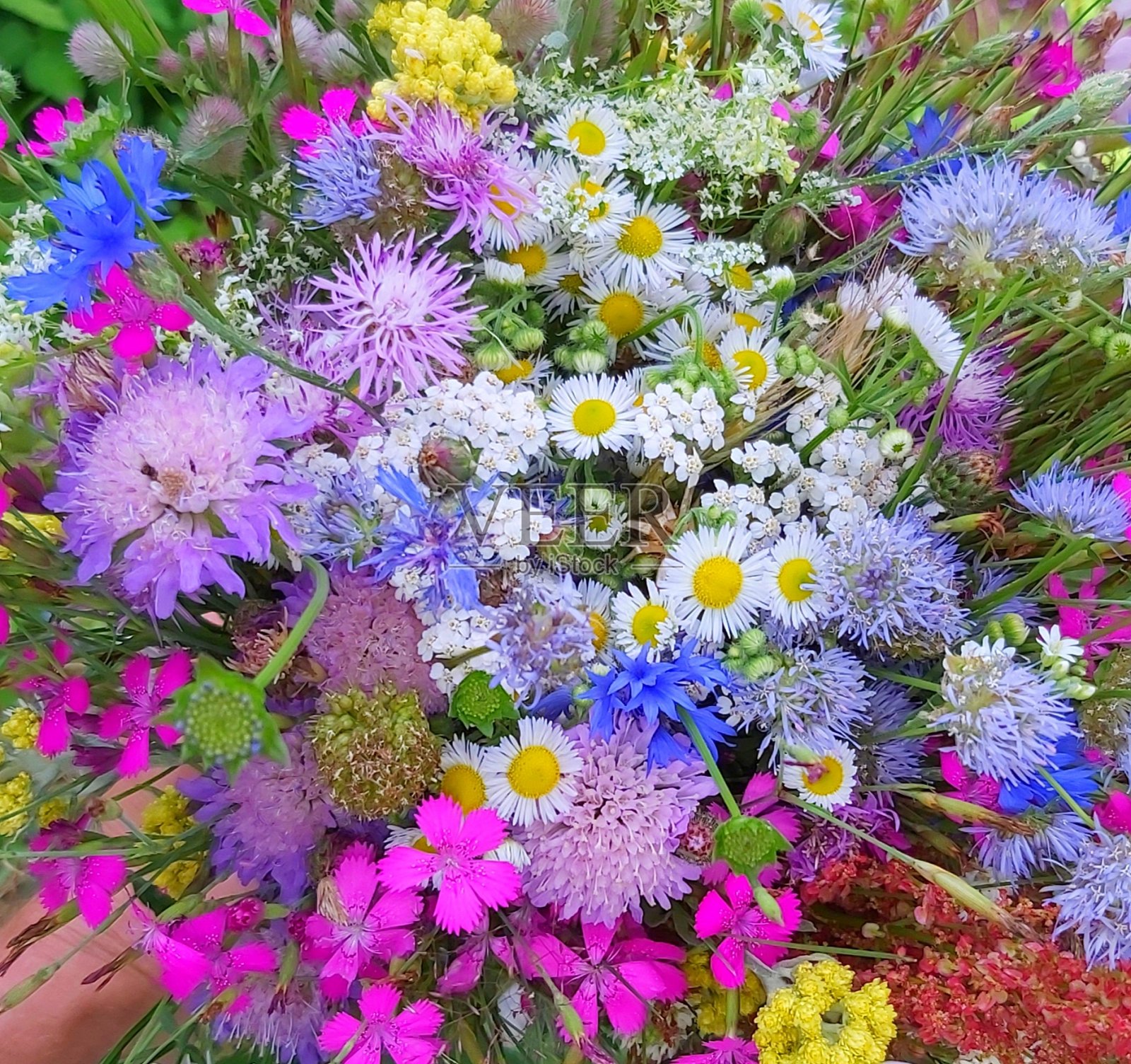 花照片摄影图片