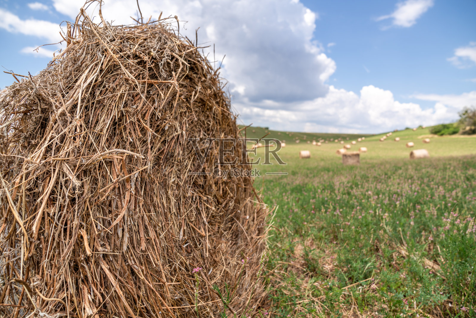 在夏天阳光明媚的日子里，田野里捆着干草照片摄影图片