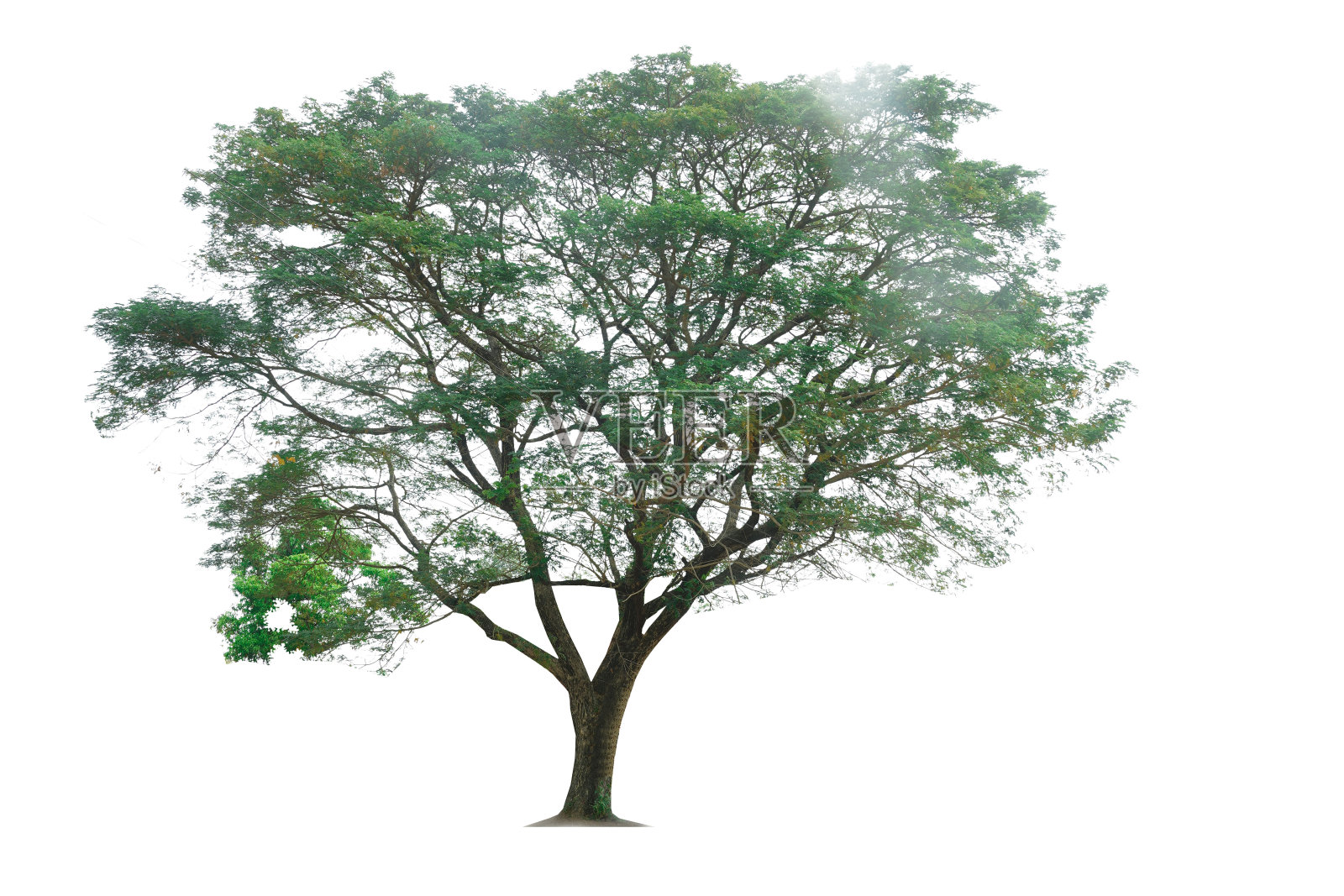 一棵绿树，孤立在白色背景上，完整的复制区域和剪切路径。照片摄影图片