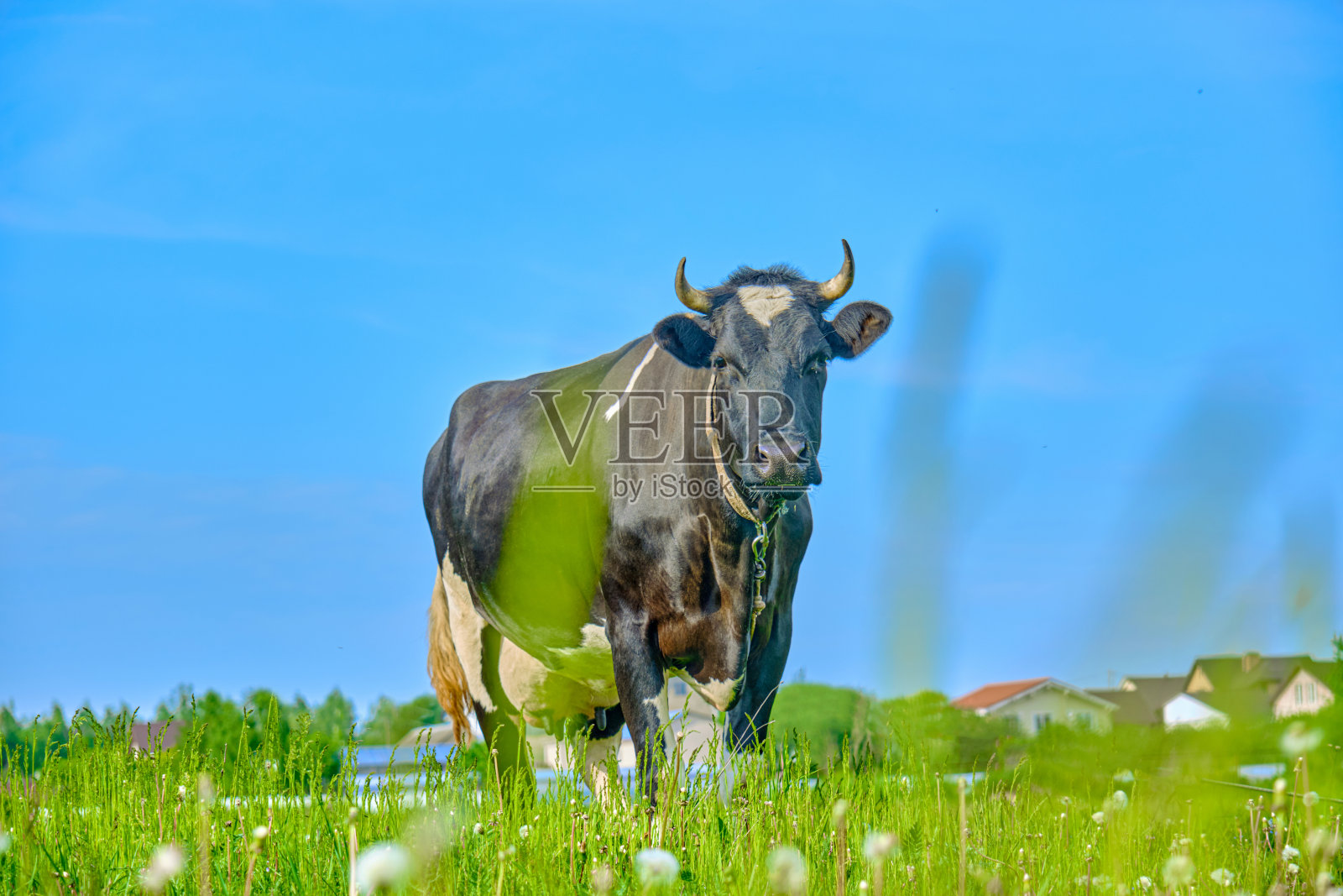 绿色草地上有趣的奶牛照片摄影图片