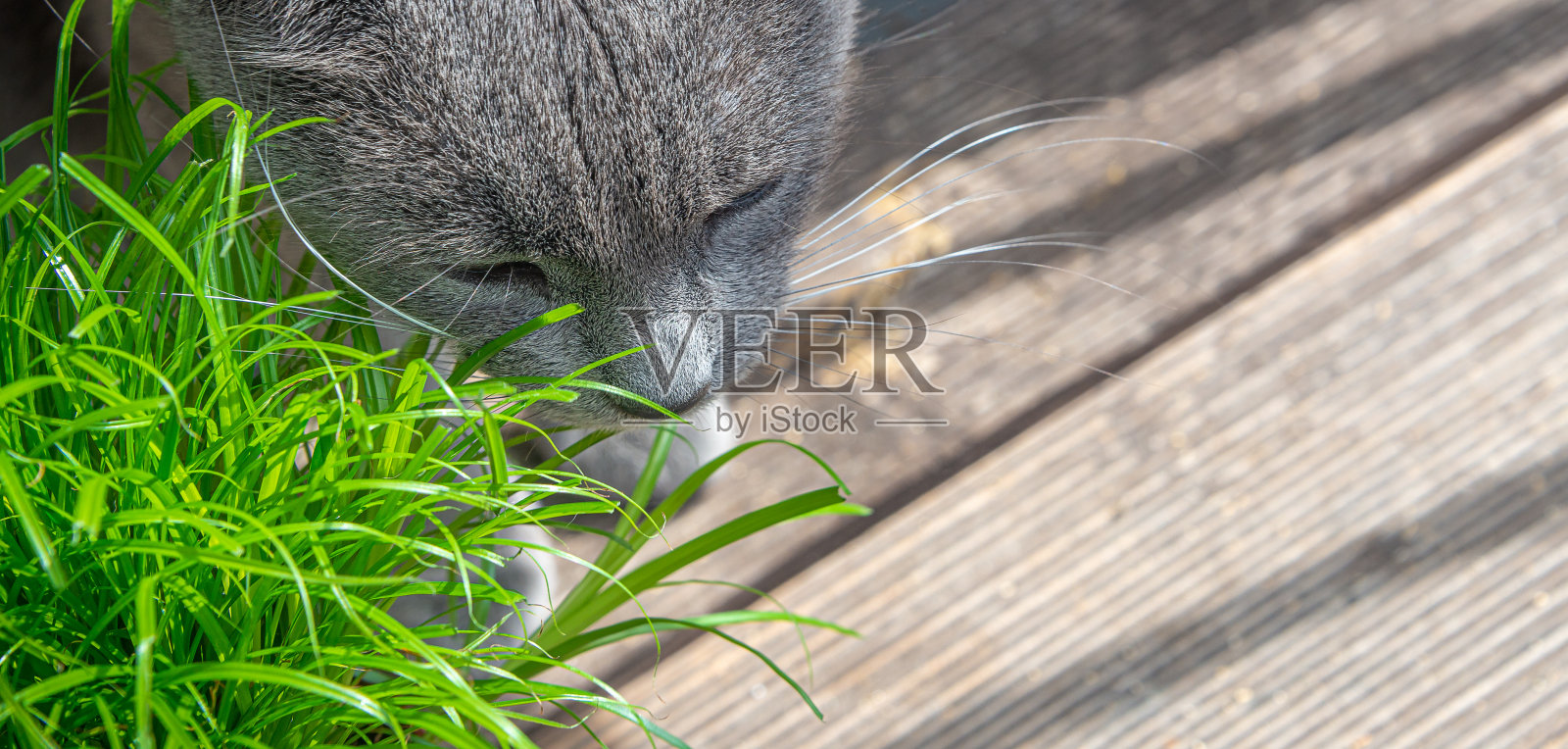 肖像家蓝色俄罗斯母猫正在吃绿色的猫草在一个锅在家阳台，与文本，细节复制空间。照片摄影图片