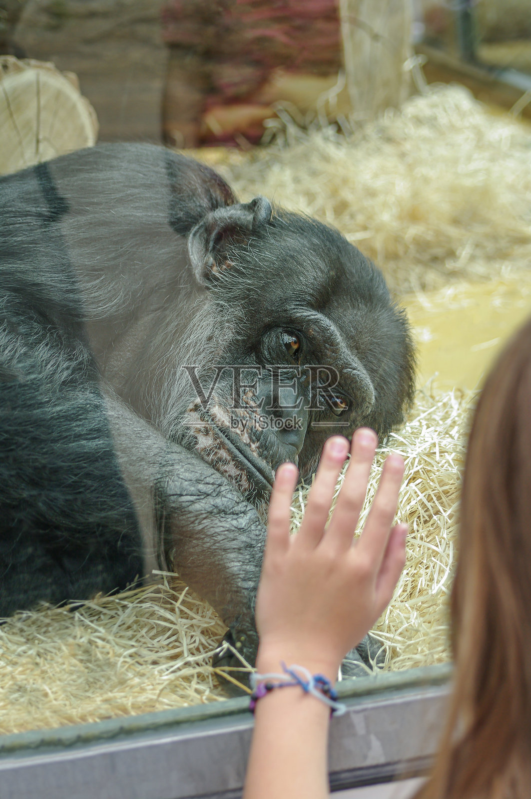 沮丧的黑猩猩正透过动物园的玻璃看着一个用手安慰它的小女孩，特写，细节照片摄影图片
