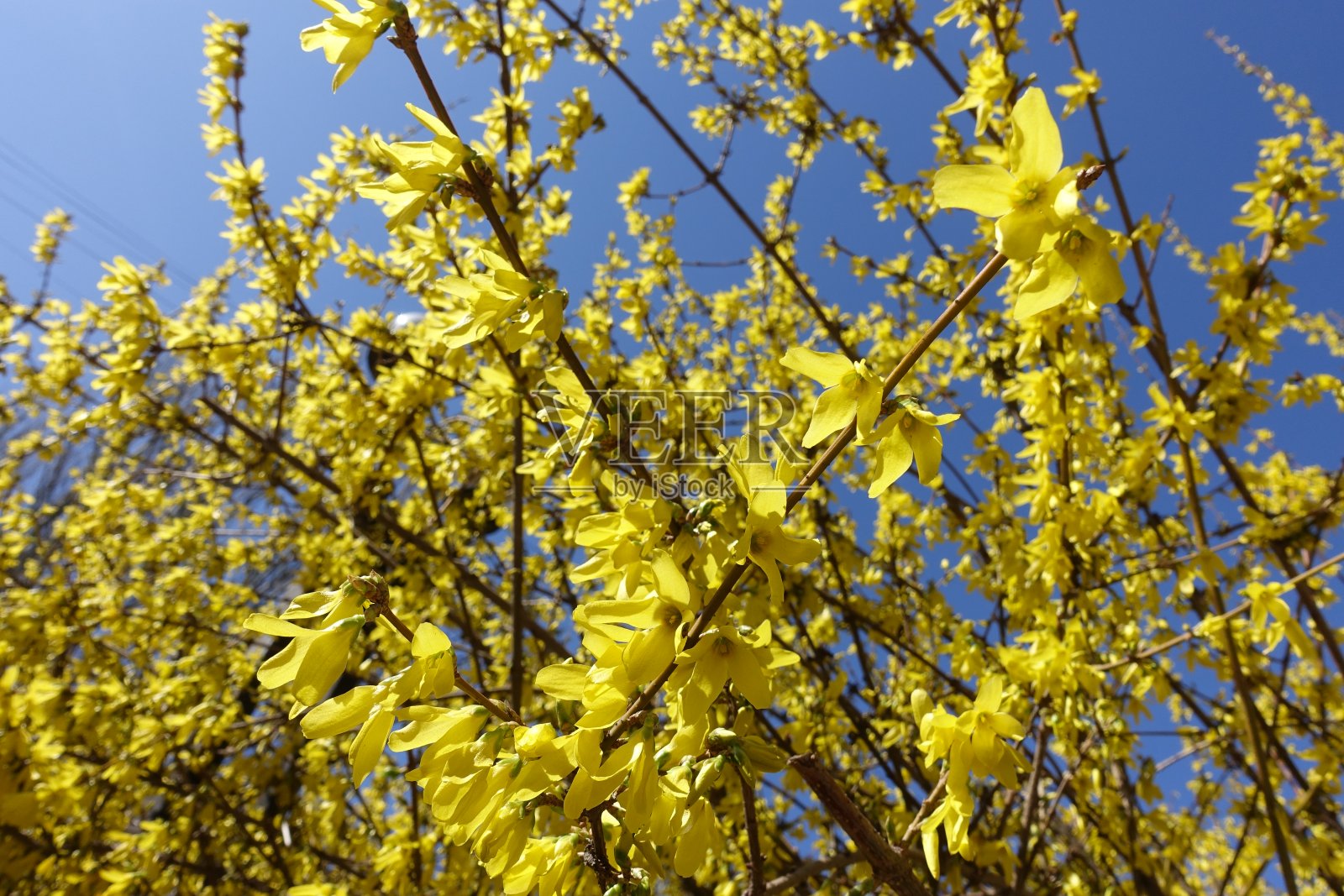 4月的蓝天映衬下，连翘枝头金黄的花朵照片摄影图片