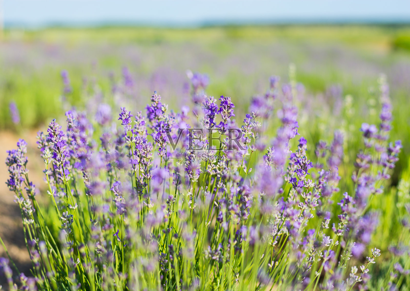 薰衣草地里的薰衣草花。盛开的薰衣草照片摄影图片