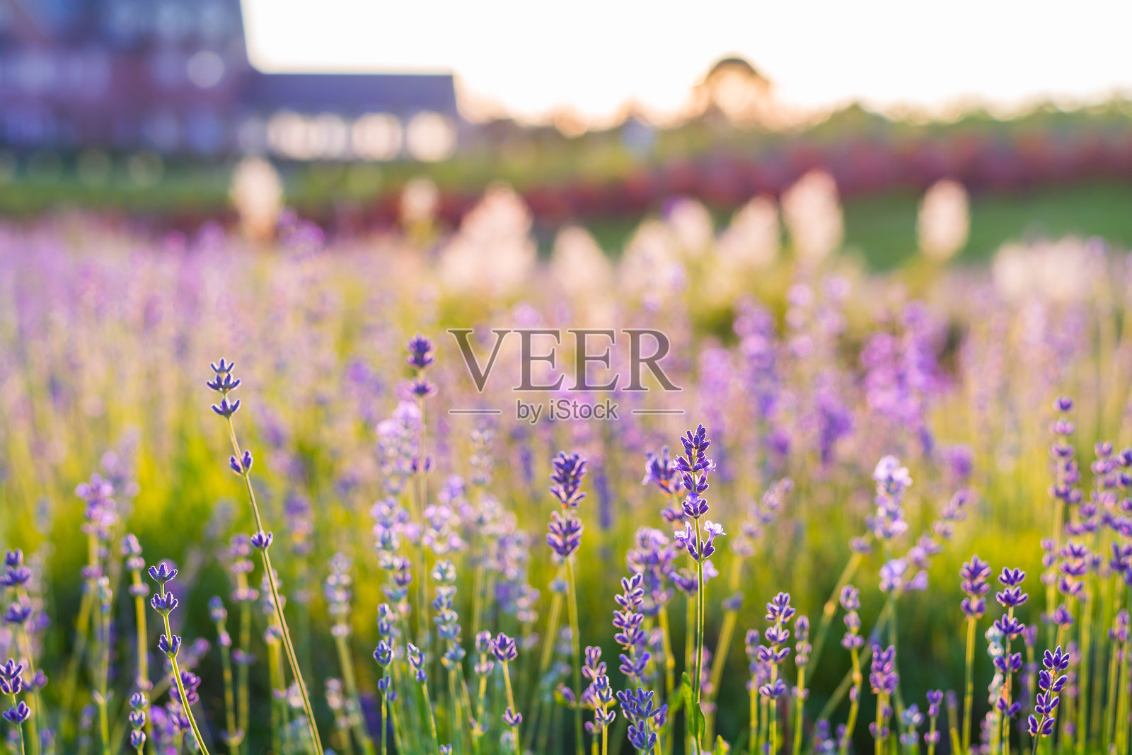 薰衣草地里的薰衣草花。盛开的薰衣草照片摄影图片